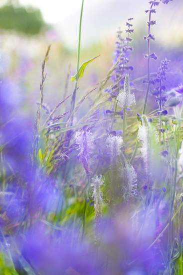 Stéphane Froidevaux · La Maison Fantin Latour · Engagement &amp; Equipage